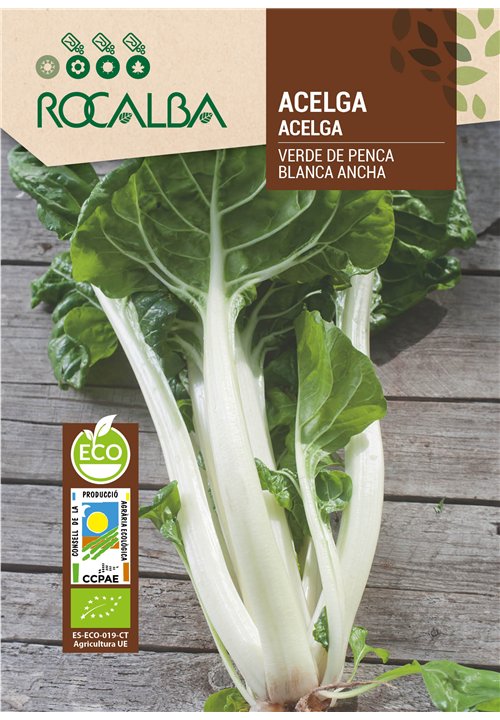 ACELGA VERDE DE PENCA BLANCA ANCHA