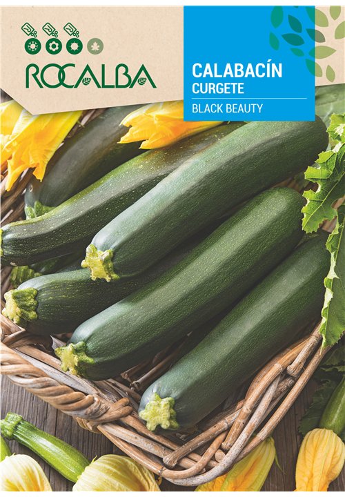 CURGETE BLACK BEAUTY