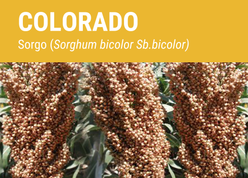 COLORADO