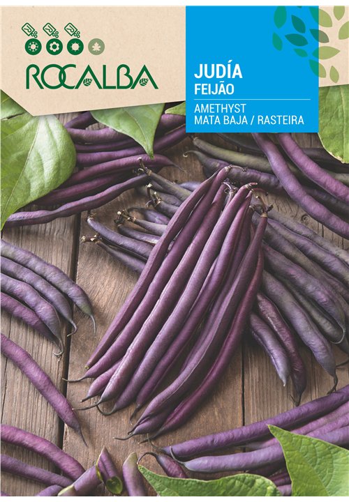 JUDÍA AMETHYST