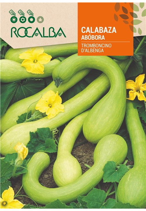 Produce frutos de forma alargada, llegando a alcanzar 1,5 m de longitud, con un diámetro de 6-8 cm y extremo apical abultado. Co
