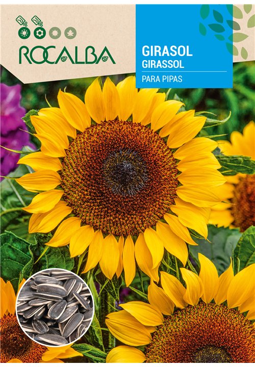 GIRASOL