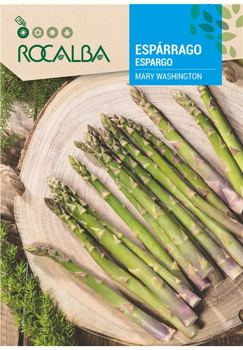 ASPERGE MARY WASHINGTON