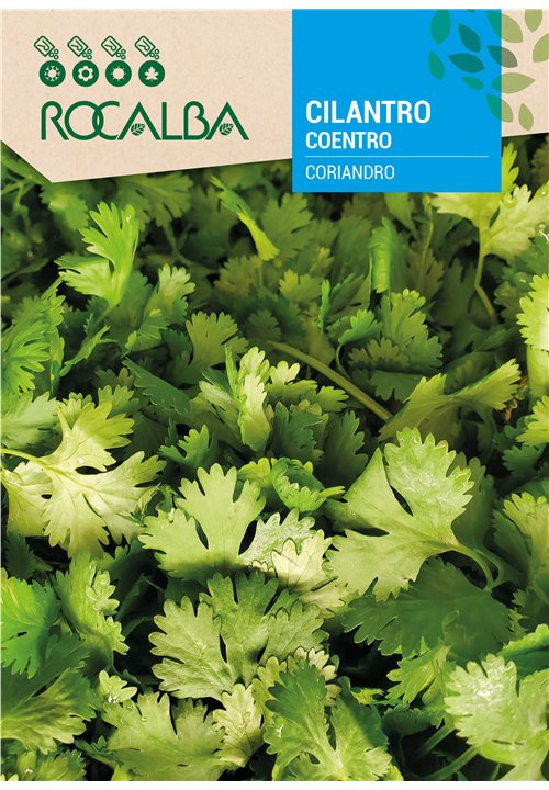 CILANTRO CORIANDRO