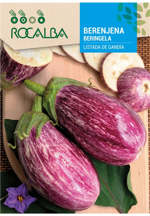 AUBERGINE LISTADA DE GANDÍA