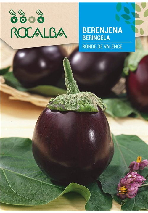 AUBERGINE RONDE DE VALENCE