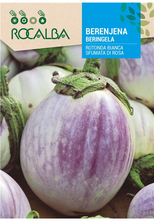 AUBERGINE ROTONDA BIANCA SFUMATA DI ROSA