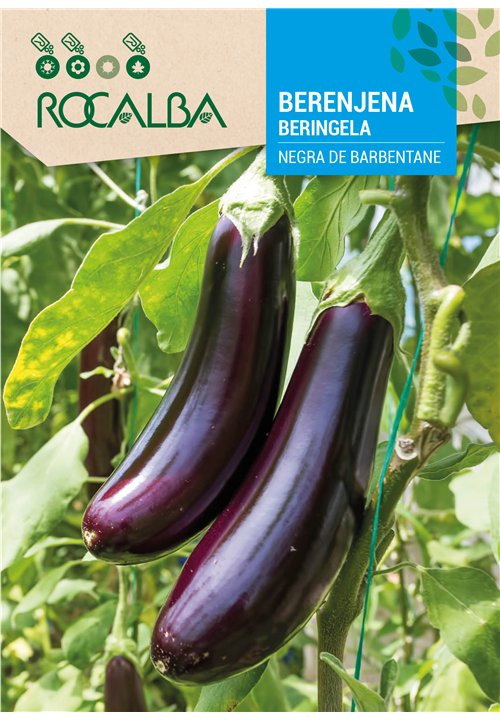 AUBERGINE