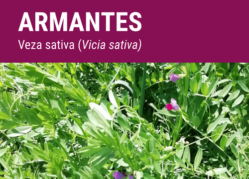 Veza sativa Armantes