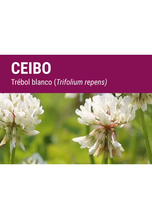 SEMILLA TREBOL BLANCO LADINO CEIBO