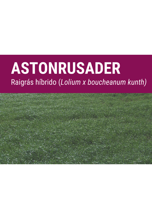 RAIGRÁS híbrido ASTONCRUSADER
