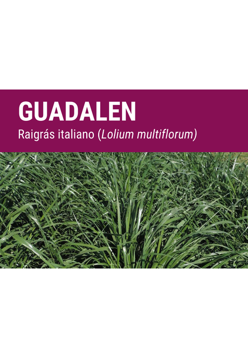 RAIGRÁS ITALIANO GUADALEN