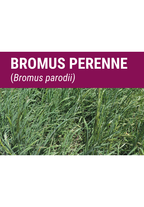 BROMUS PERENNE