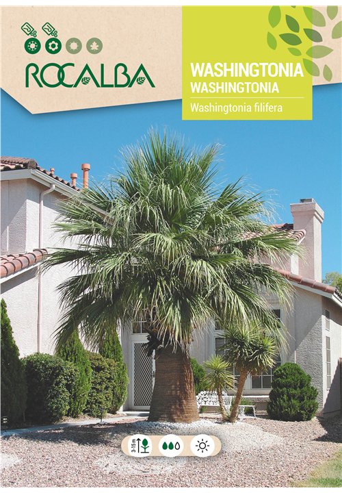 WASHINGTONIA