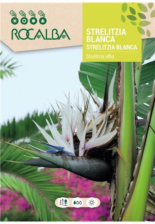 WHITE STRELITZIA
