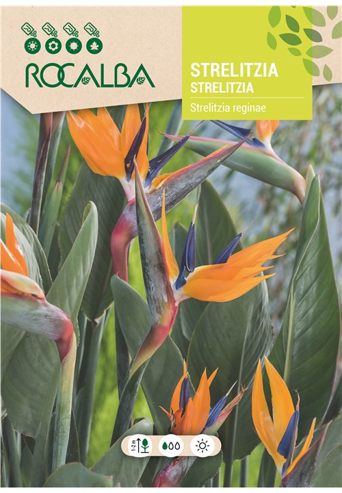STRELITZIA