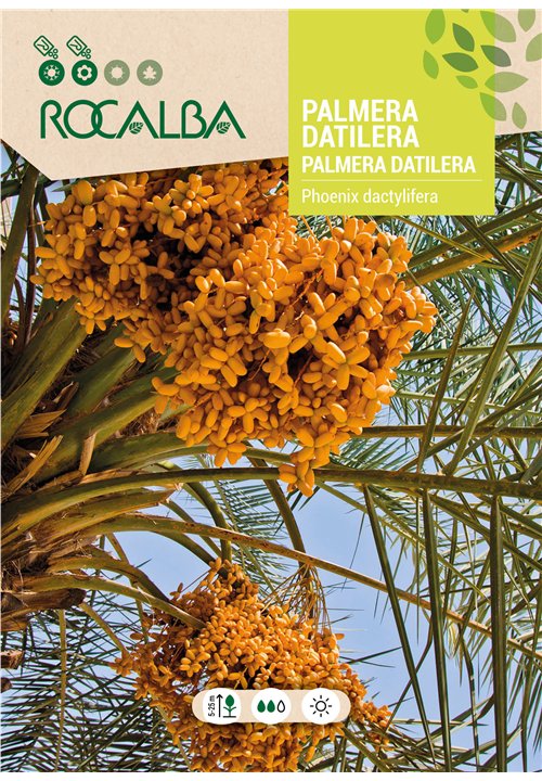 DATE PALM