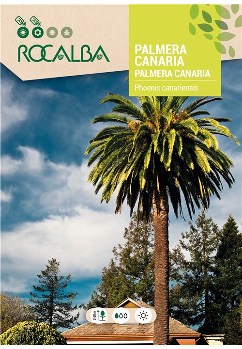 CANARY PALM