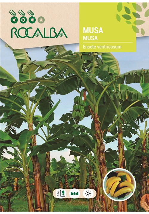 MUSA