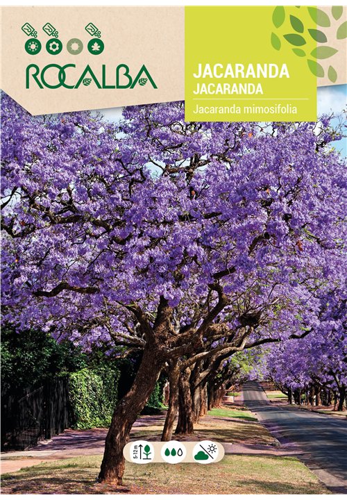 JACARANDA