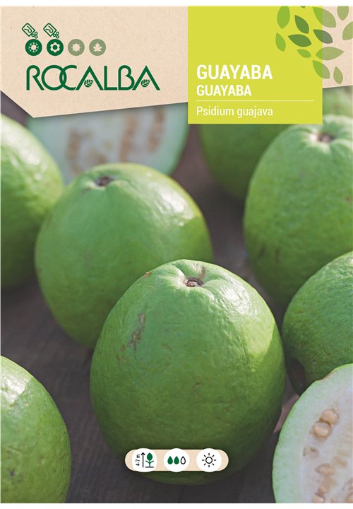 GUAYABA