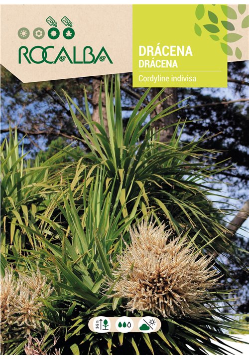 DRACAENA
