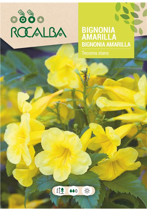 YELLOW BIGNONIA