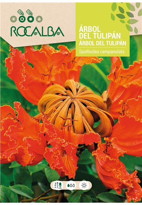 AFRICAN TULIP TREE