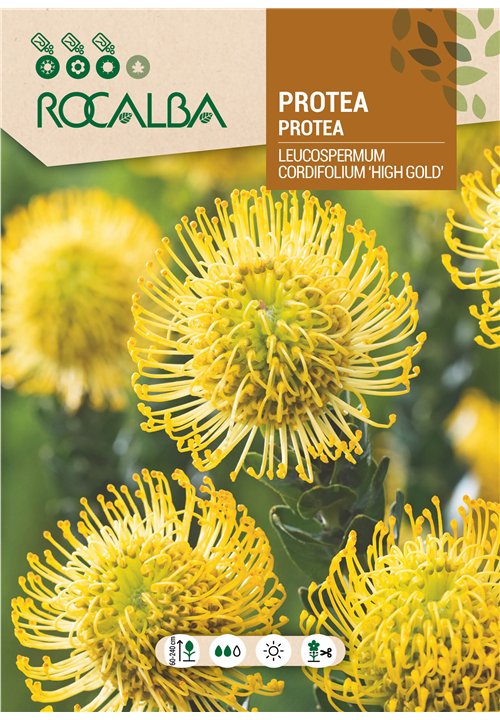 PROTEA LEUCOSPERMUM