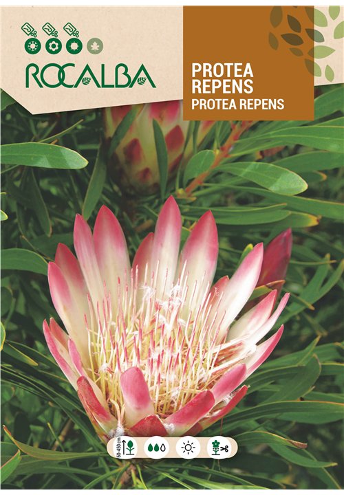 PROTEA REPENS