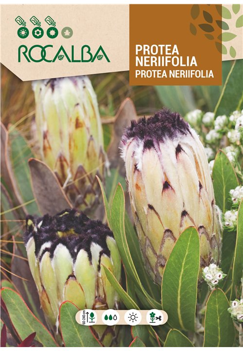 PROTEA NERIIFOLIA