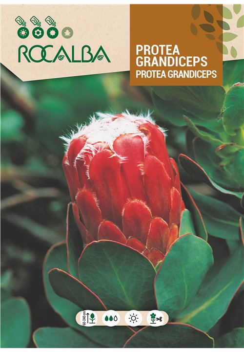 PROTEA GRANDICEPS