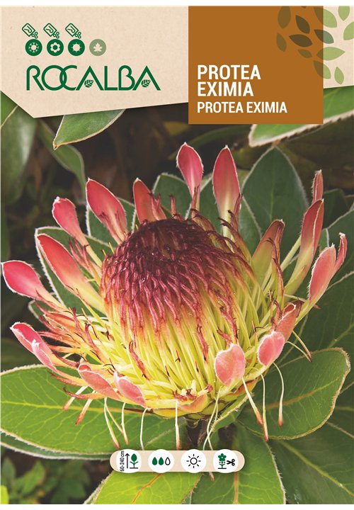 PROTEA EXIMIA