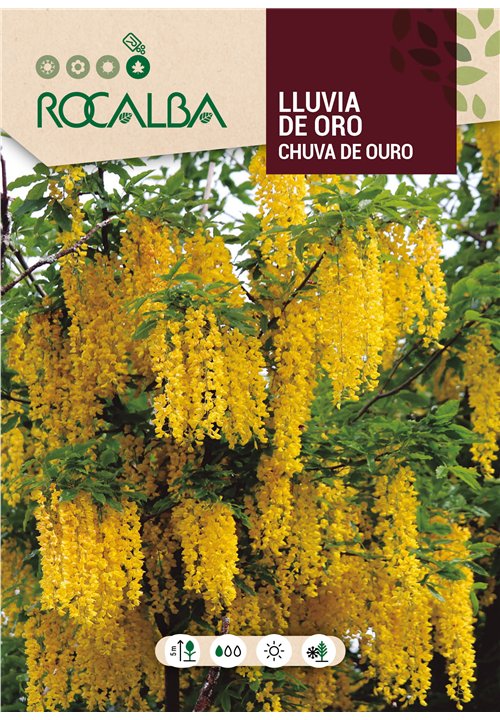LLUVIA DE ORO