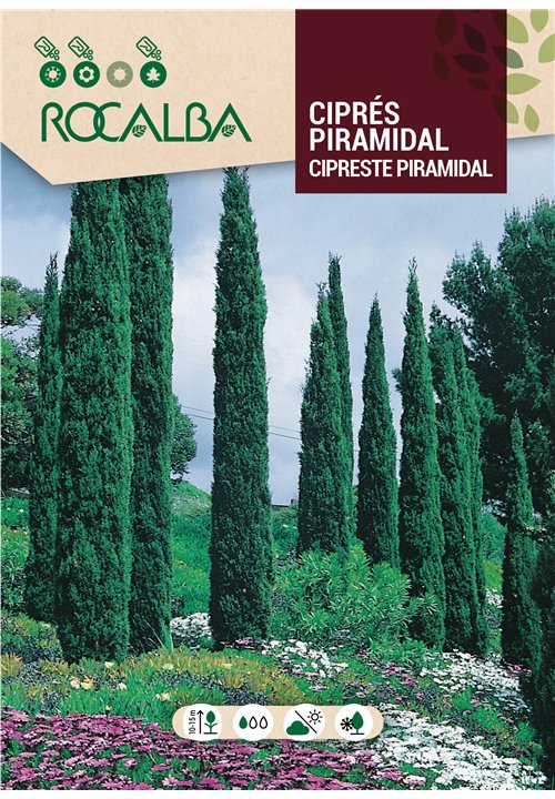 CIPRÉS PIRAMIDAL