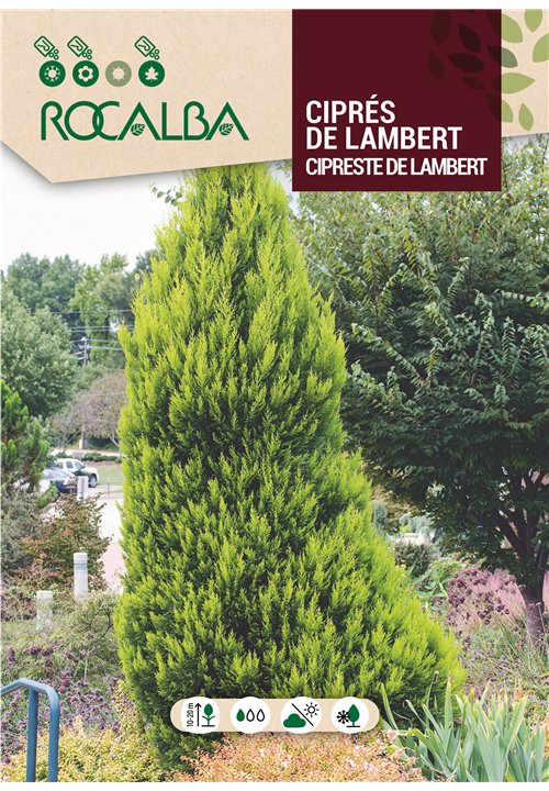 CIPRÉS DE LAMBERT
