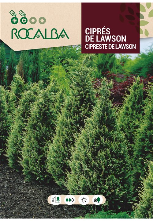 CIPRÉS DE LAWSON