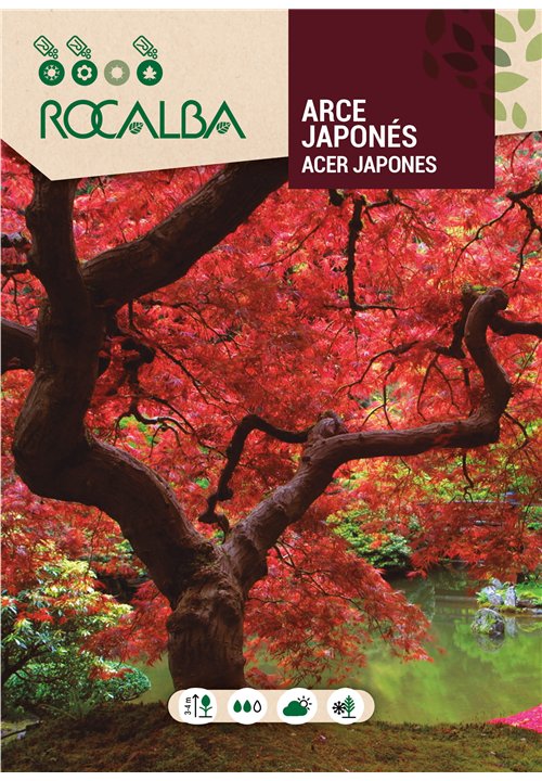 ARCE JAPONÉS