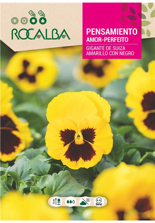 PENSAMIENTO GIGANTE DE SUIZA AMARILLO CON NEGRO