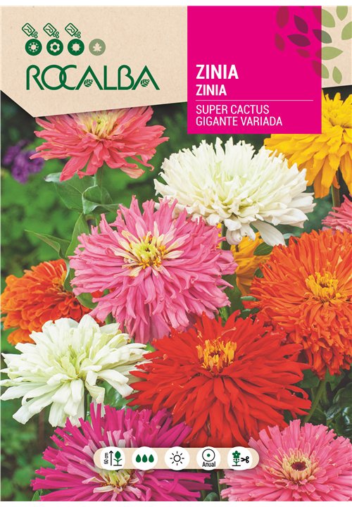 ZINIA SUPER CACTUS GIGANTE VARIADA