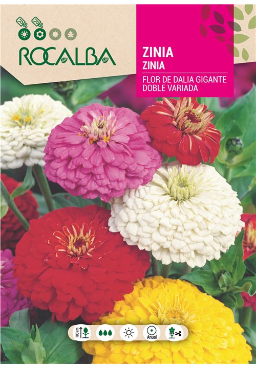 ZINIA FLOR DE DALIA GIGANTE DOBLE VARIADA
