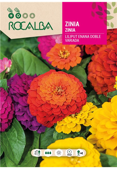 ZINIA LILIPUT ENANA DOBLE VARIADA
