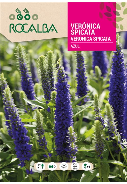 VERÓNICA SPICATA AZUL