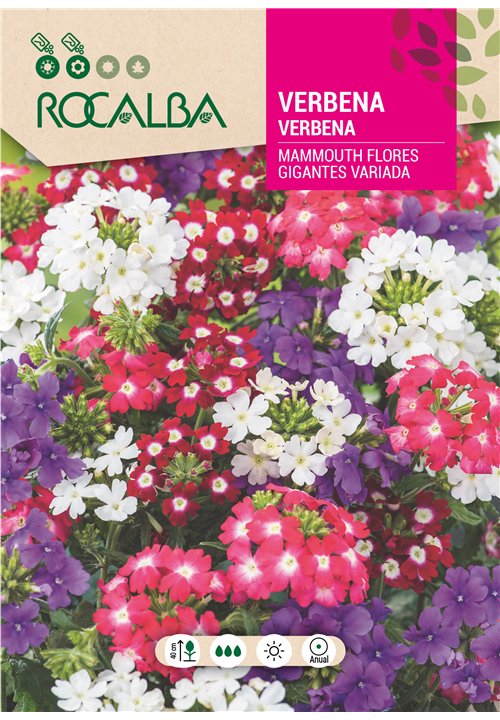 VERBENA MAMMOUTH FLORES GIGANTES VARIADA