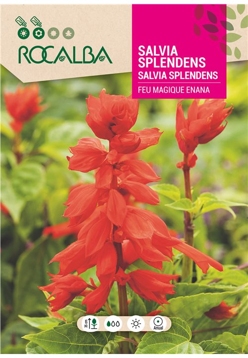 SALVIA SPLENDENS FEU MAGIQUE ENANA