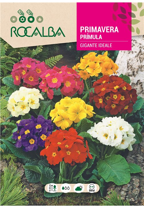 PRIMAVERA GIGANTE IDEALE