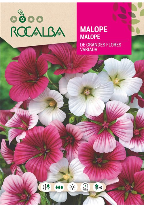 MALOPE DE GRANDES FLORES VARIADA