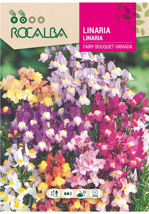 LINARIA FAIRY BOUQUET VARIADA