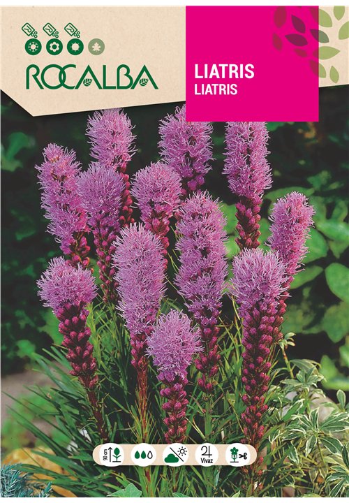 LIATRIS SPICATA