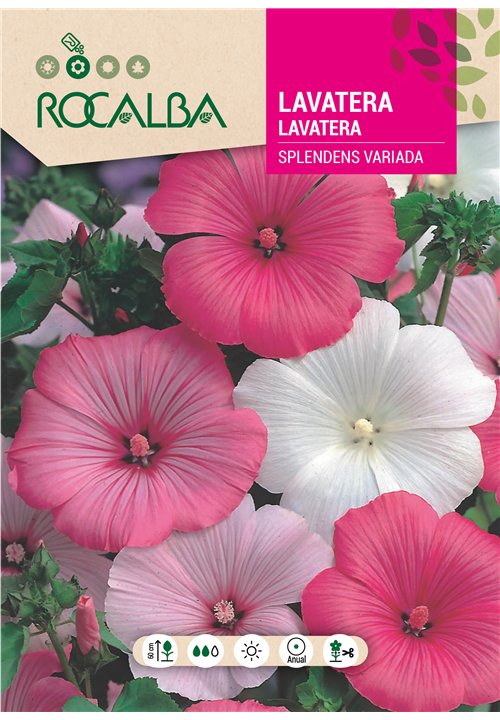 LAVATERA SPLENDENS VARIADA